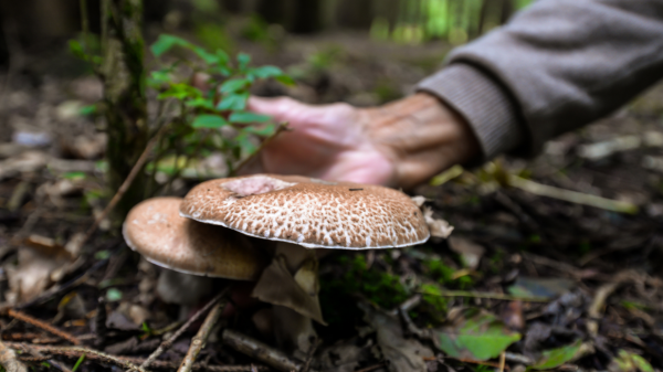 Image for event: Mushroom Hunting and Identification
