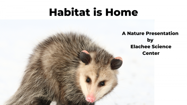 Image for event: Habitat is Home! A Nature Program 