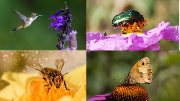 Image for event: Pollinator Pals