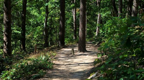 Image for event: Exploring Sawnee Mountain Preserve