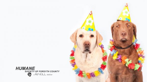 Image for event: Stress Pups for Teens