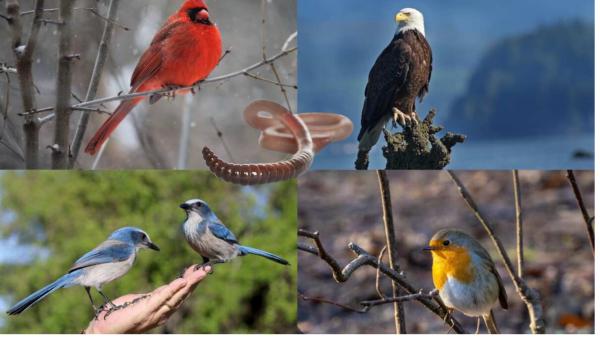 Image for event: Birds &amp; Worms!