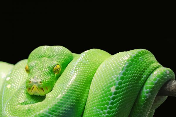 Image for event: Live Reptile Show with Smithgall Woods State Park
